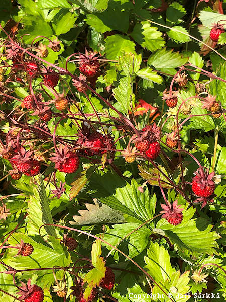 Fragaria vesca, ahomansikka